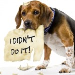 Dog Ate My Homework