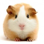 guinea-pig-5 guinea-pig-5