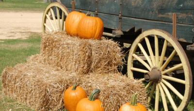 fall street food pumpkin patch