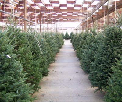 christmas tree lot