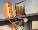 start a hot dog stand business