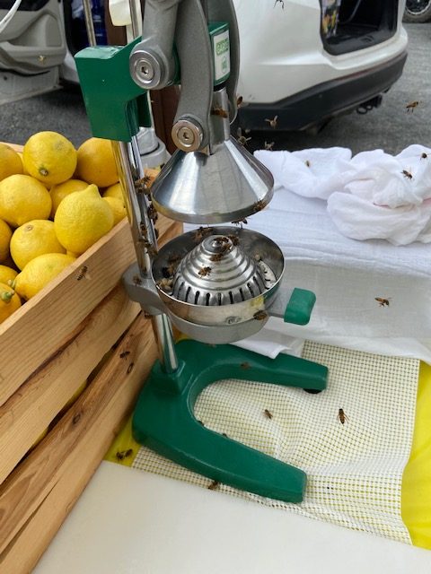 LEMONADE VENDING